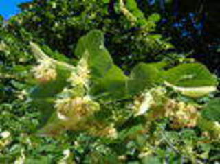TILIA platyphilla fleur