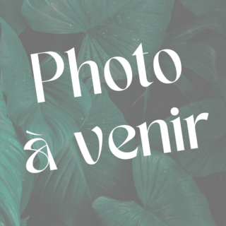 Ail d'ornement - ALLIUM caeruleum bulbe -lot de 10- - Bulbe