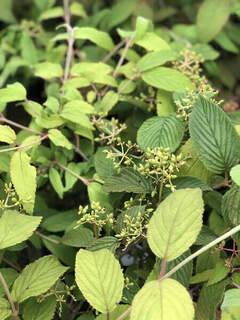 tinywow_Viburnum plicatum 'Kilimanjaro 2