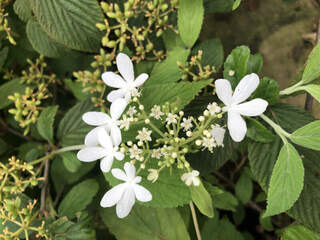 Viorne de Chine - VIBURNUM plicatum 'Kilimandjaro' - Arbuste