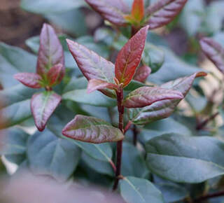 Laurier tin - VIBURNUM tinus 'Secret Village' - Arbuste