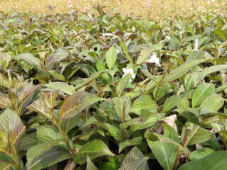 Weigélie - WEIGELA 'Ebony and ivory' - Arbuste