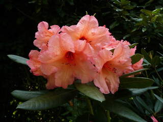 Rhododendron - Arbre à roses - RHODODENDRON hybride 'Tortoiseshell orange' - Terre de bruyère