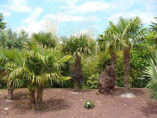 TRACHYCARPUS fortunei