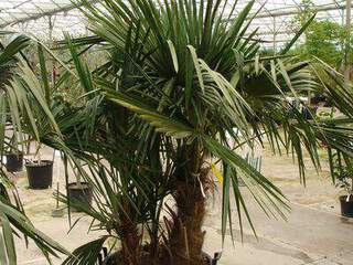 TRACHYCARPUS fortunei cépée 3 tr 60-70