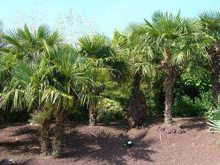 TRACHYCARPUS fortunei plantation arboretum