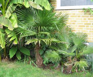 Palmier chanvre, Palmier de Chine - TRACHYCARPUS fortunei  'Wagnerianus' - Petit arbre