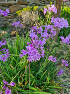 Tulbaghia violacea