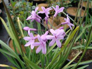 Tulbaghia - TULBAGHIA violacea - Vivace