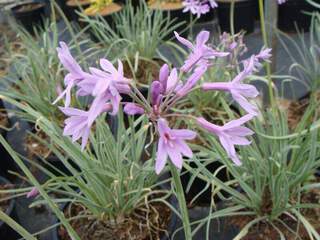 Tulbaghia - TULBAGHIA violacea 'Silver lace' - Vivace