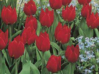 TULIPA 'Red Paradise' int