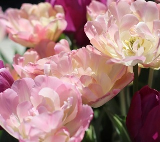 Tulipe double tardive - Tulipes à fleurs de pivoine 'Creme Upstar' - Bulbe