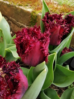 Tulipe - Tulipes dentelles 'Labrador' - Bulbe