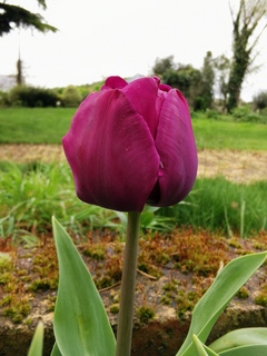 Tulipe - Tulipes triomphe 'Negrita' - Bulbe