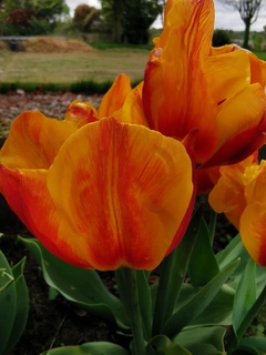 Tulipe - Tulipes simples hâtives 'Orange Princeps' - lot de 10 - Bulbe