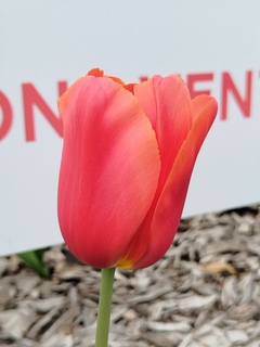 Tulipe - Tulipes 'Oxford' - Bulbe