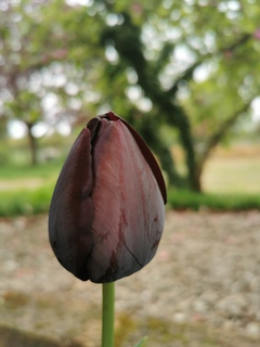Tulipe - Tulipes simples tardives 'Queen of Night' - Bulbe
