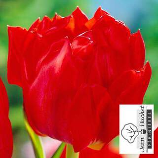 Tulipe - Tulipes doubles hâtives 'Abba' - Bulbe
