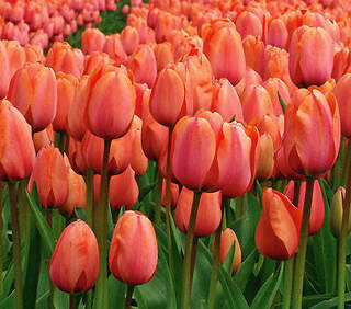 TULIPE 'Apricot Beauty'' int