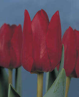 TULIPE 'Bastogne' int