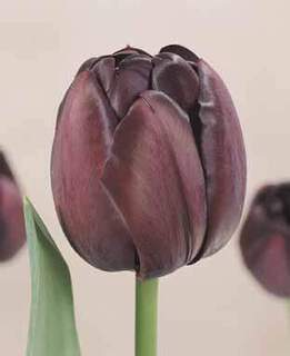 TULIPE 'Black Hero'' int