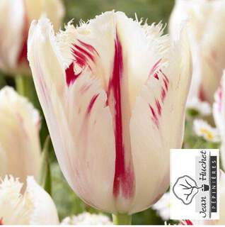 Tulipe - Tulipes dentelles 'Carrousel' - Bulbe