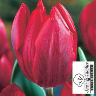 Tulipe - Tulipes simples hâtives 'Couleur Cardinal' - Bulbe
