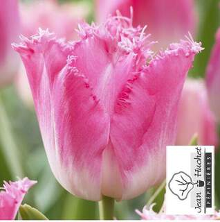 Tulipe - Tulipes dentelles 'Fancy Frills' - Bulbe