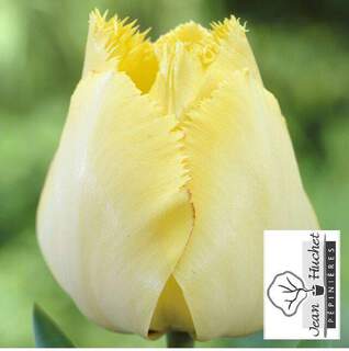 Tulipe - Tulipes dentelles 'Fringed Elegance' - Bulbe