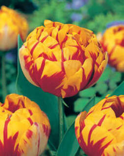 TULIPE 'Golden Nizza' int plantes.ch