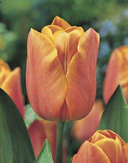 TULIPE 'Jimmy' horti