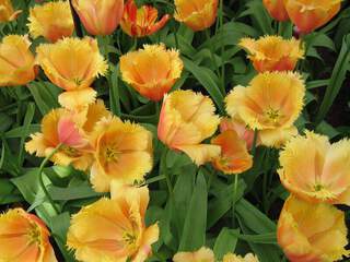 TULIPE 'Lambada' int