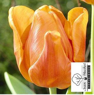 Tulipe - Tulipes simples hâtives 'Orange Monarch' - Bulbe