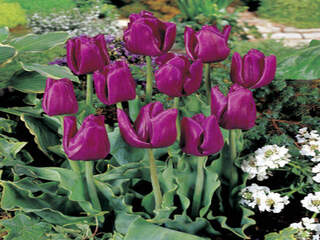 TULIPE 'Passionale' int