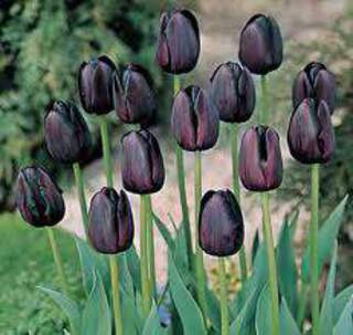 Tulipe - Tulipes simples tardives 'Queen of Night' - Bulbe