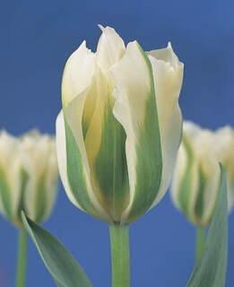 TULIPE 'Spring Green' int