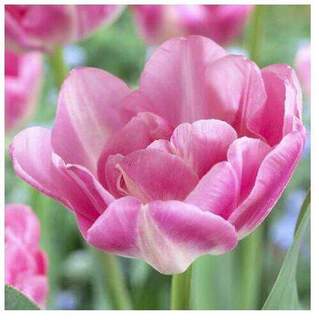 Tulipe - Tulipes à fleurs de pivoine 'Upstar' - Bulbe