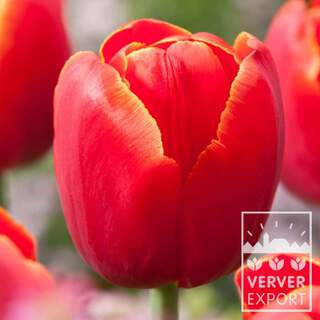 Tulipe - Tulipe 'Verandi' - Bulbe