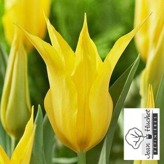 Tulipe - Tulipes à fleur de lys 'West Point' - Bulbe