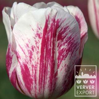 Tulipe - Tulipes Simples Tardives 'Didi' - Bulbe