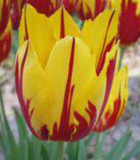 Tulipe - Tulipes simples Tardives 'Helmar' - Bulbe
