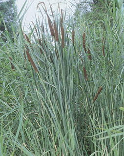 Typha angustifolia