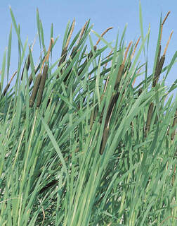 Typha latifolia