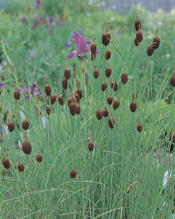 Typha minima