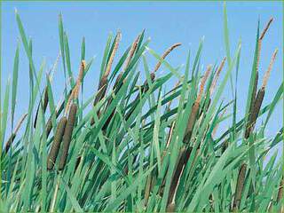 Typha-latifolia