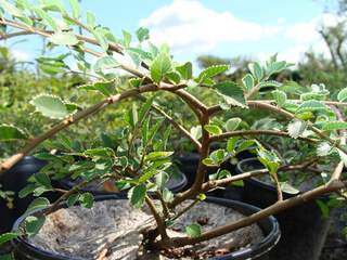 Orme de Chine - ULMUS parviflorus 'Seiju' - Arbuste