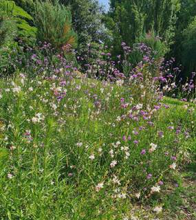 Verbena bonariensis