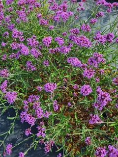 Verveine de Buenos Aires naine - VERBENA bonariensis 'Lollipop' - Vivace
