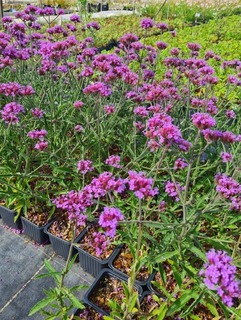 Verbena bonariensis Lollipop-redimensionne-taille-600x798