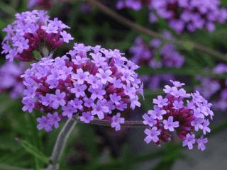 Verveine de Buenos Aires naine - VERBENA bonariensis 'Lollipop' - Vivace